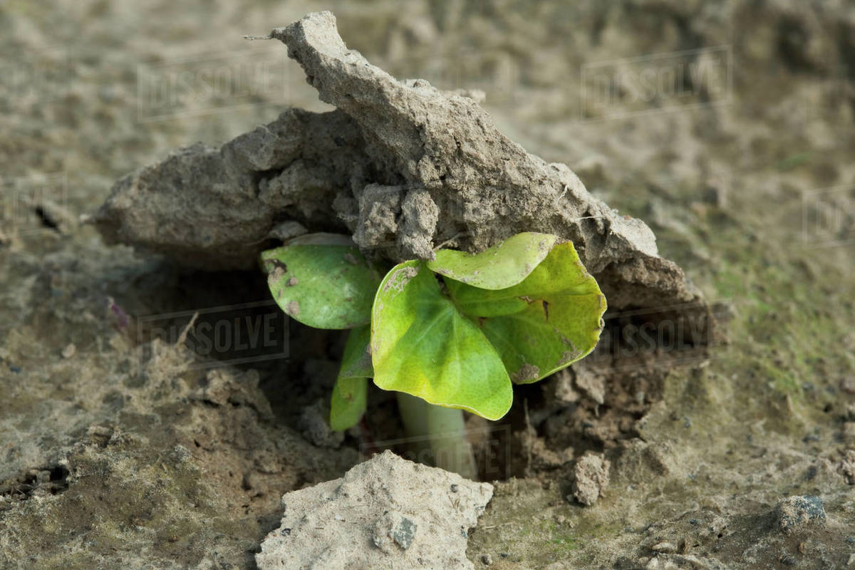 Agriculture Closeup of cotton seedlings pushing their way through the soil crust during