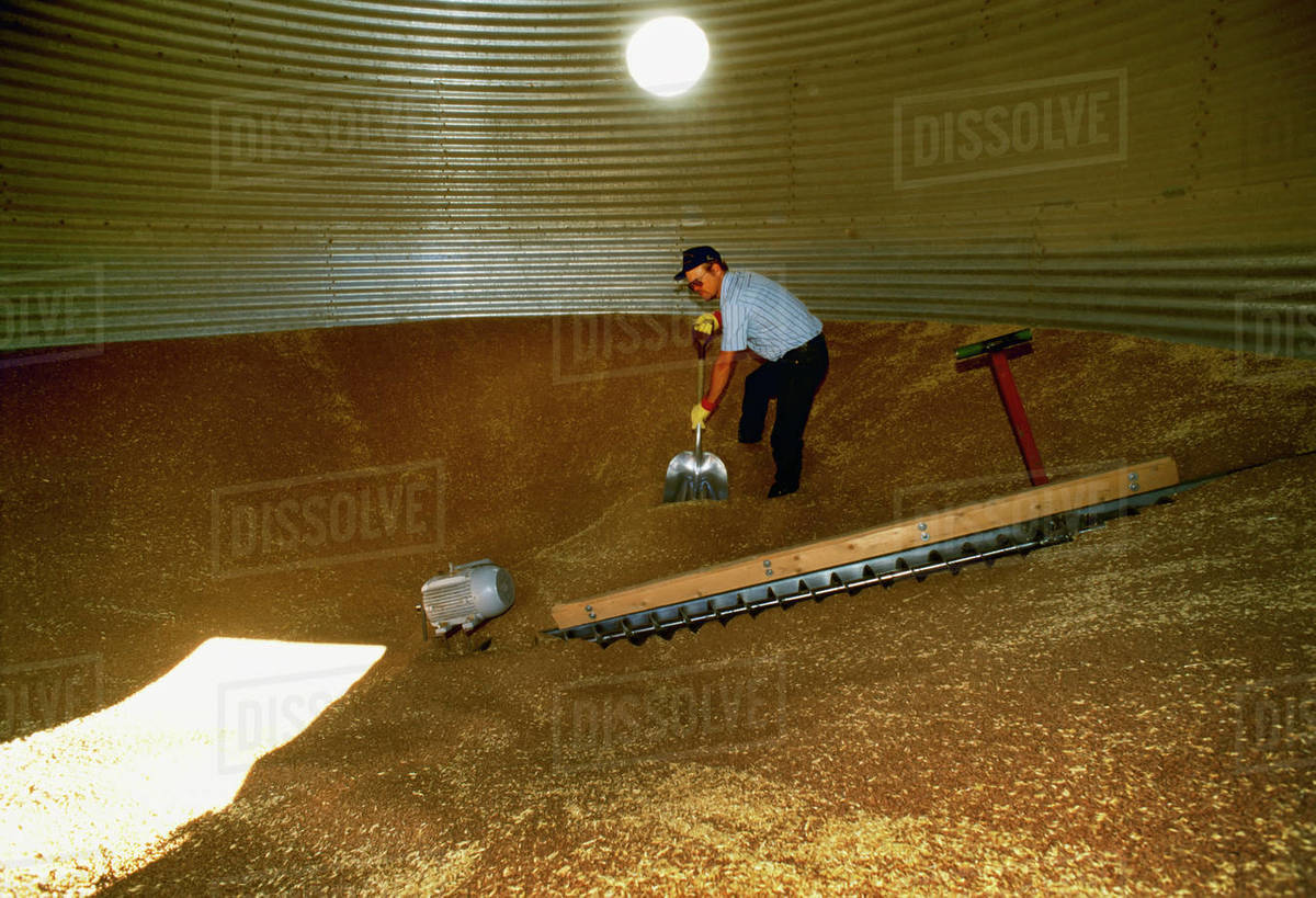 Agriculture Farmer shoveling grain toward auger inside big steel