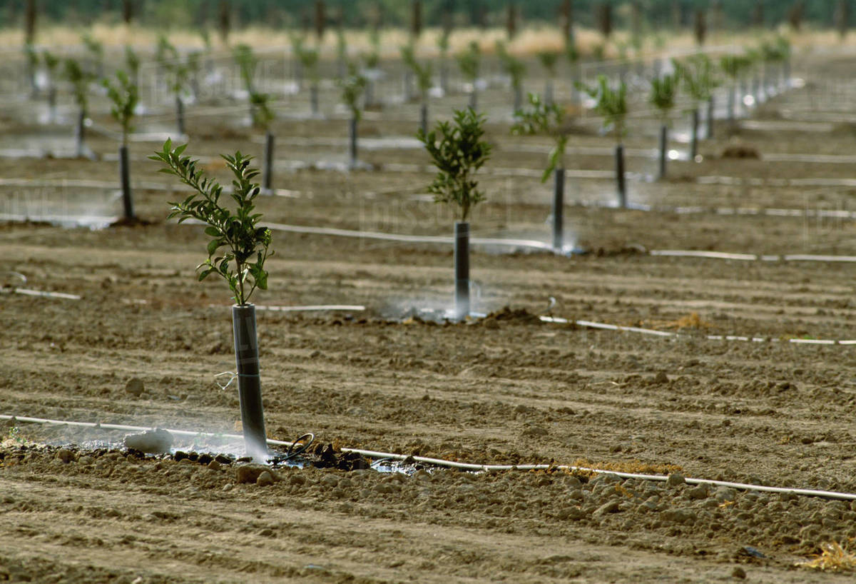 Agriculture Young citrus grove showing microsprinkler irrigation