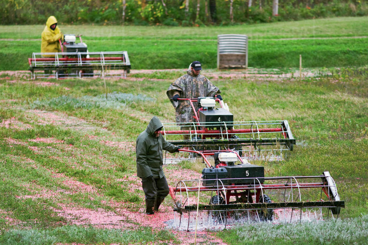 Agriculture Water reel harvesters operating during the first stages