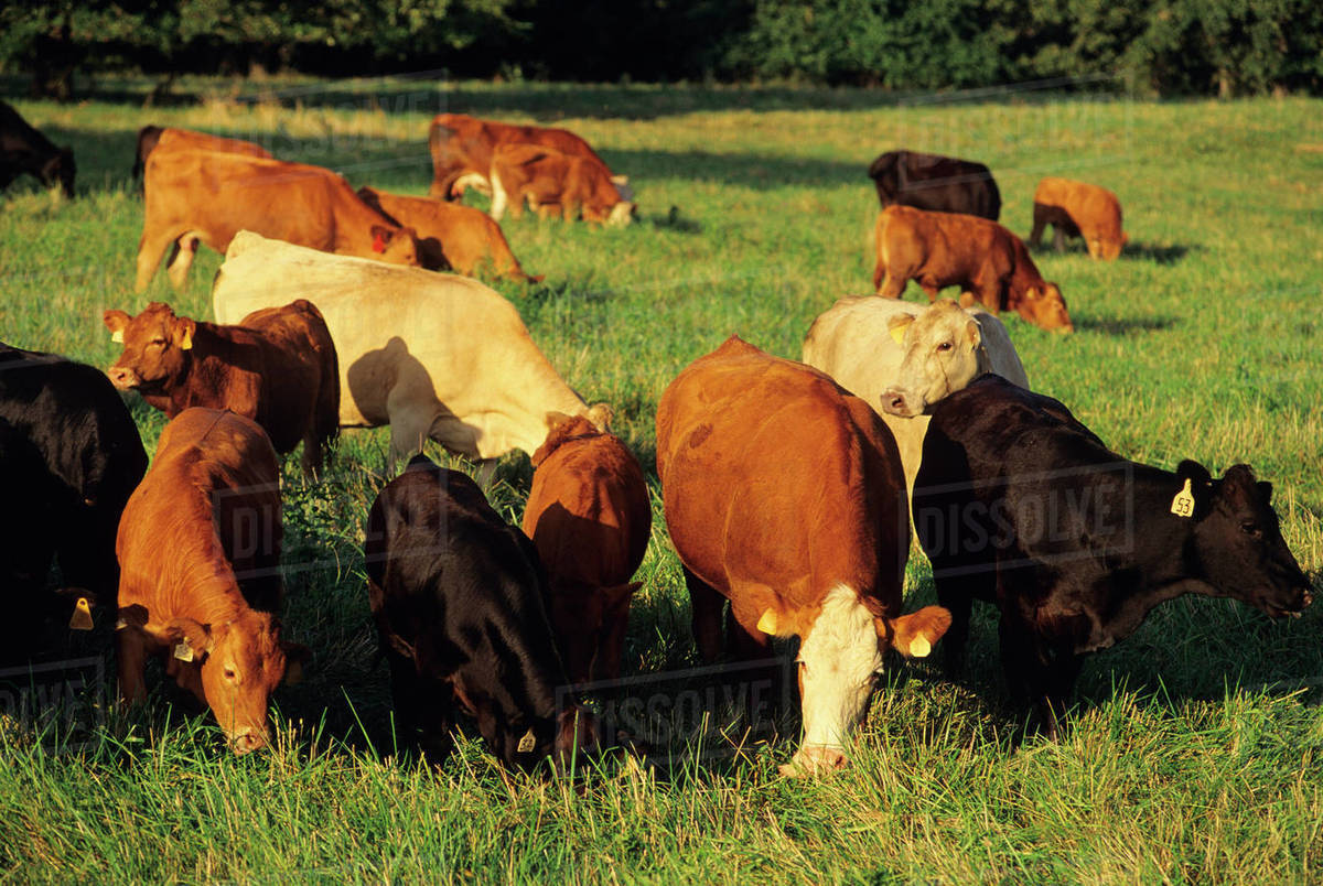 Agriculture Mixed breeds (Angus, Hereford, Charolais and Limousin) of