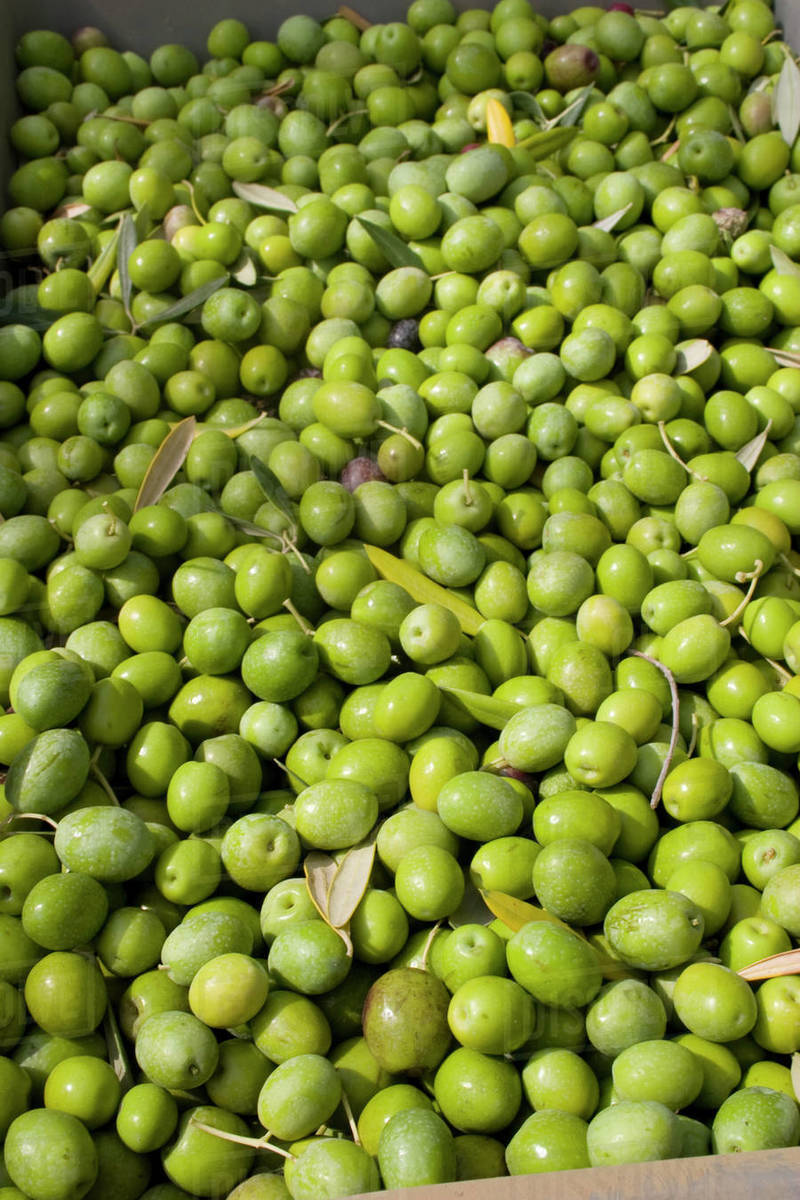 Agriculture Closeup of freshly harvested Manzanillo brine cured table