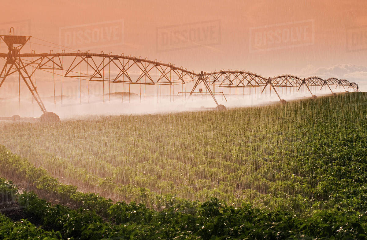 Agriculture A center pivot irrigation system irrigates a field of mid