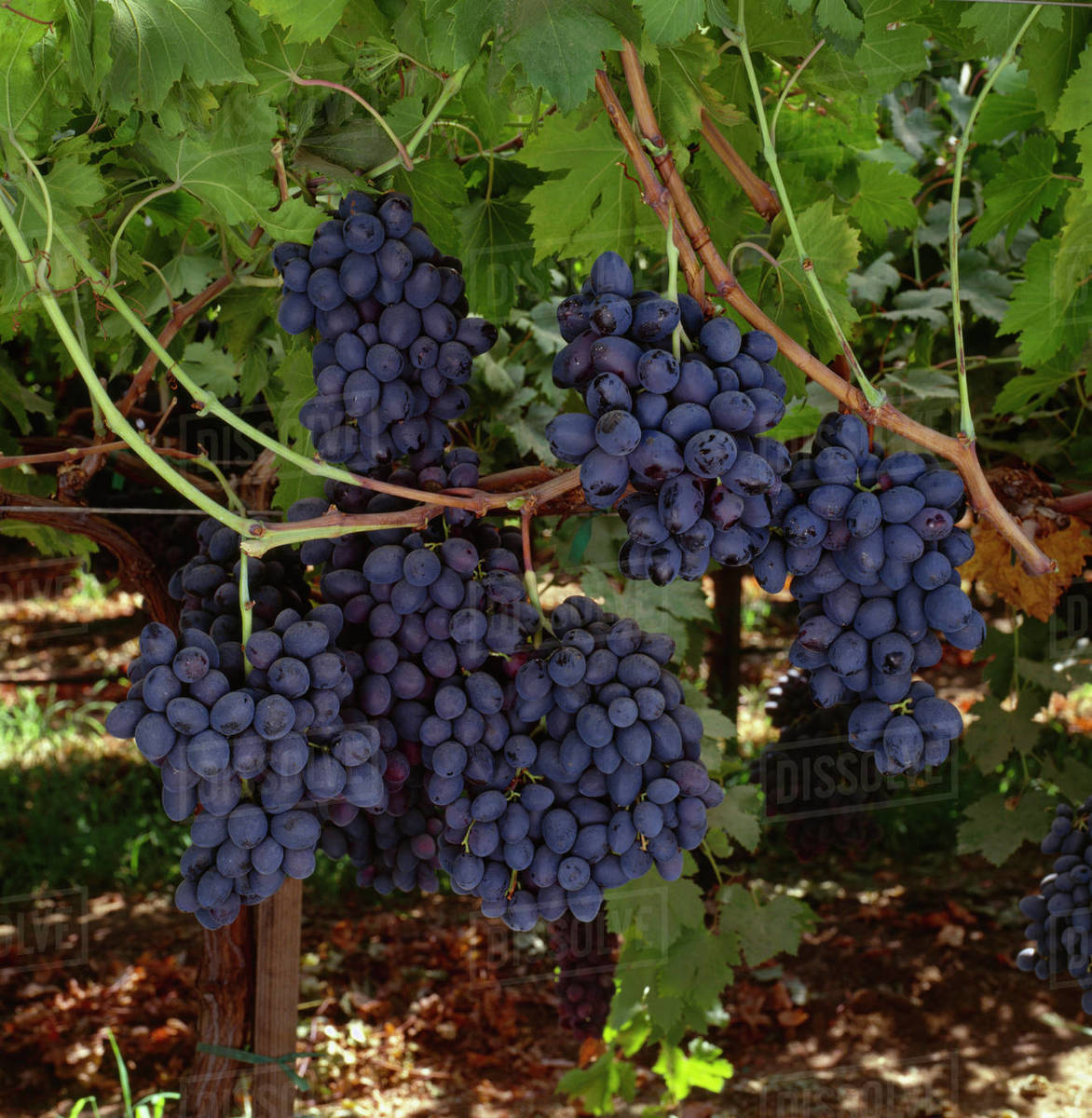 Agriculture Mature, harvest ready bunches of Autumn Royal black table