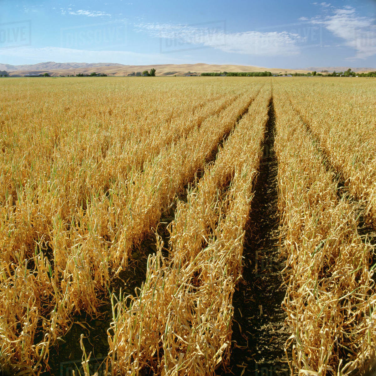 Agriculture Field Of Mature Garlic Plants, Nearly Ready