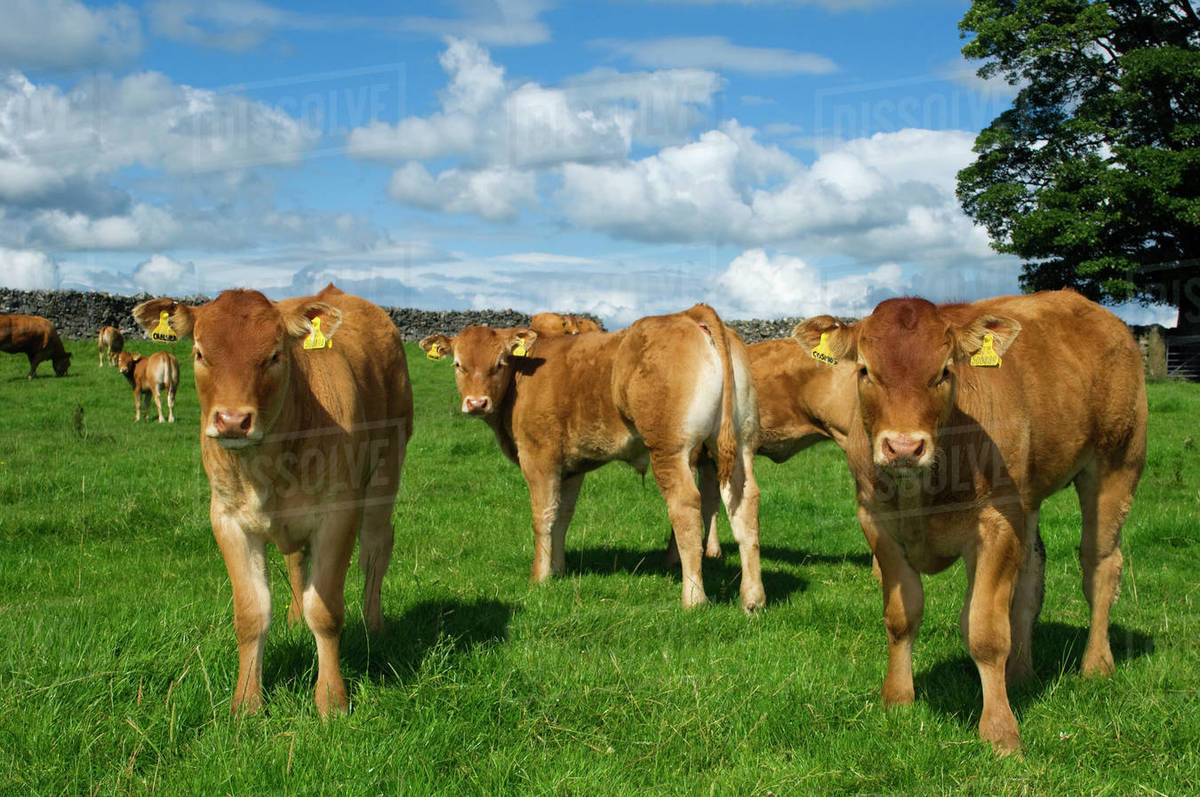 Livestock Yearling Limousin calves on a green pasture / Lancashire