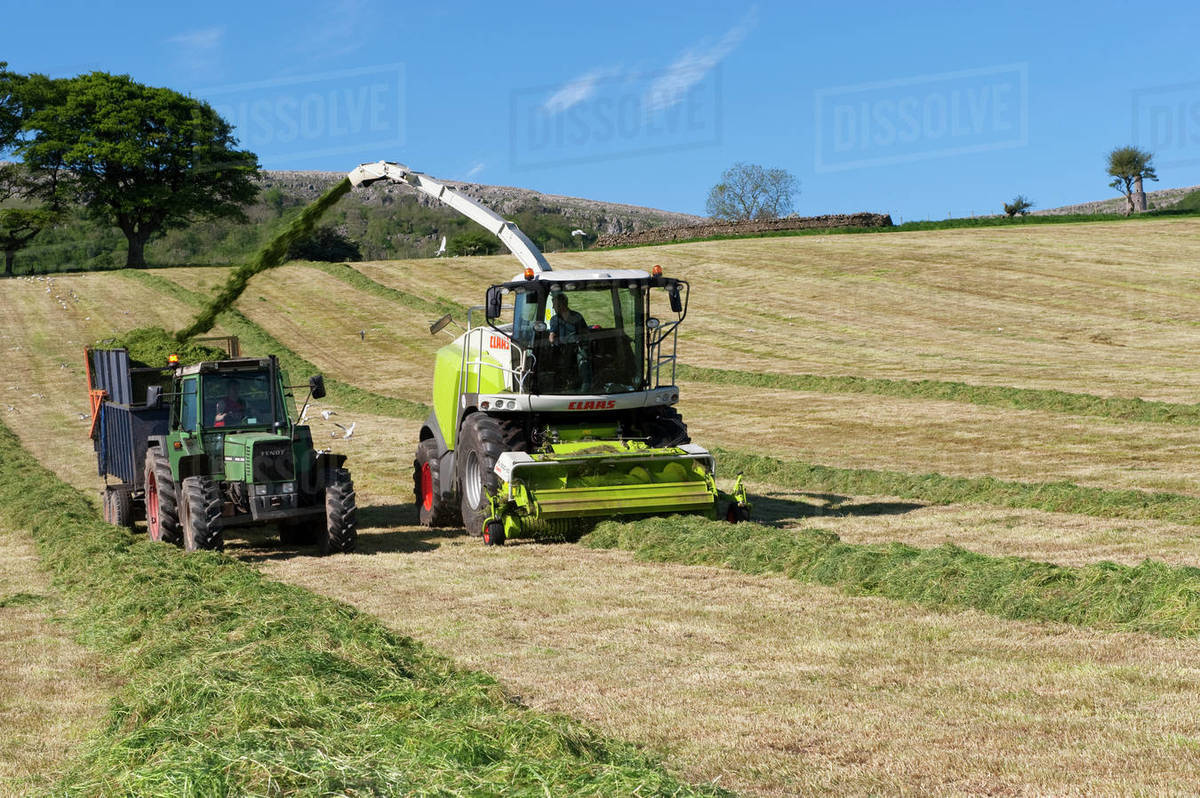 Agriculture A self propelled forage harvester harvests cut and
