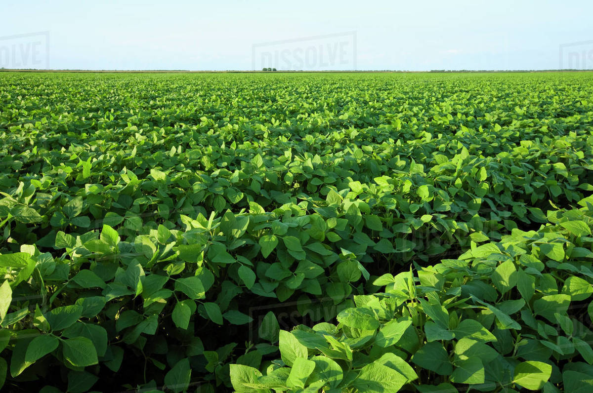 Agriculture Large field of healthy mid growth soybeans in the pod