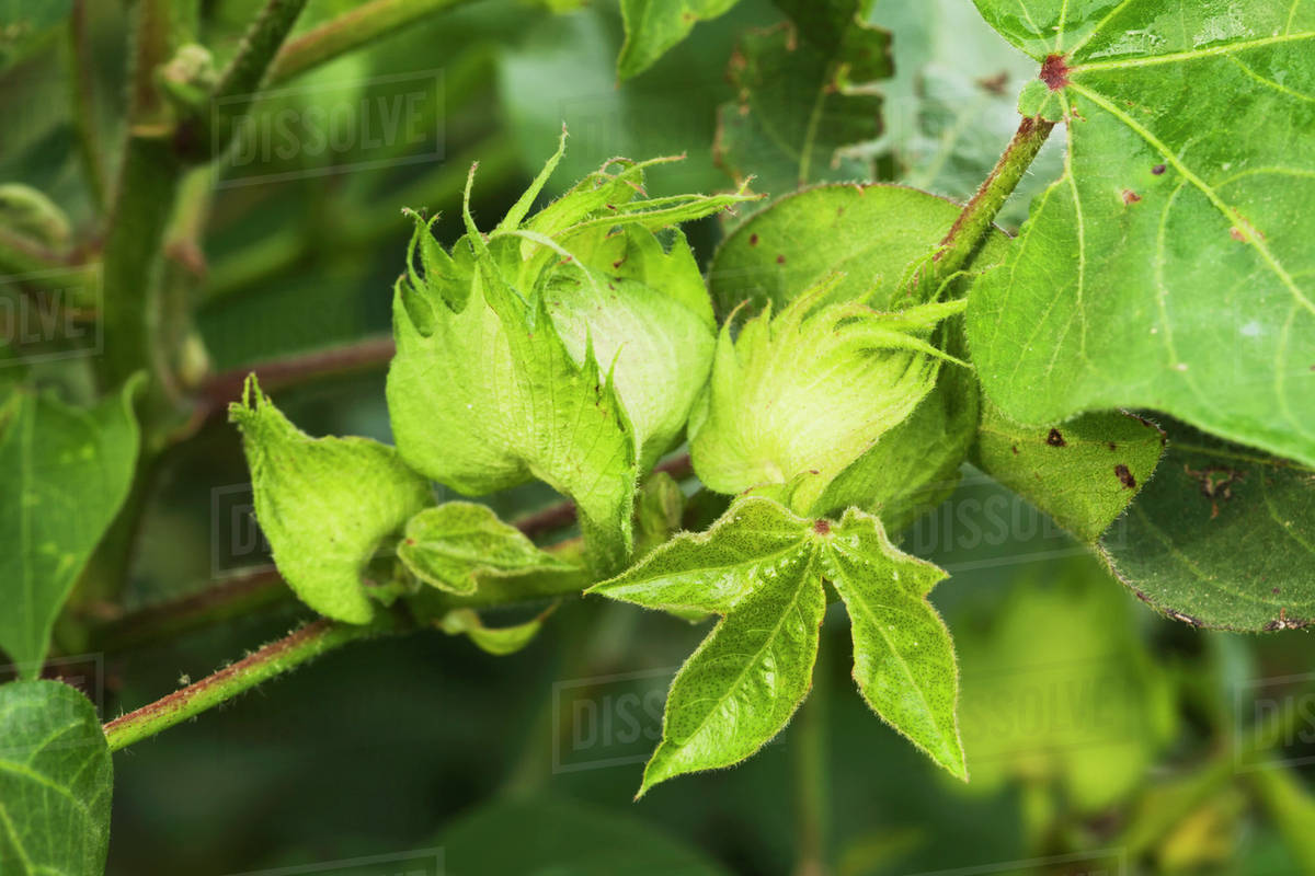 Cotton, squares; England, Arkansas, United States of America Stock