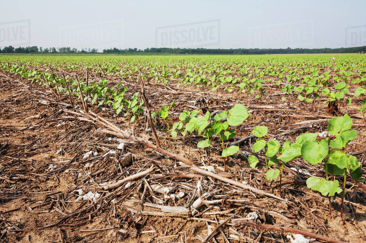 No till cotton seedlings growing on beds where no till corn and no