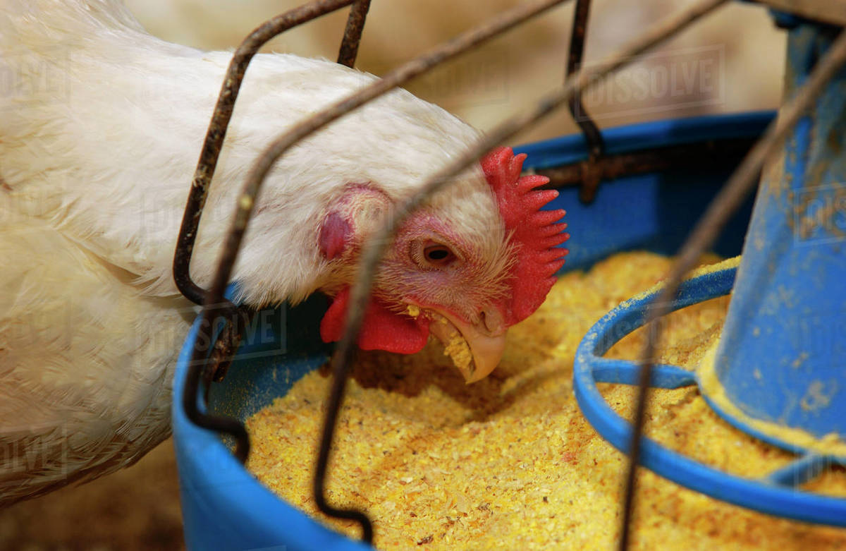 Livestock Mature broiler chicken at a feeding station in a poultry