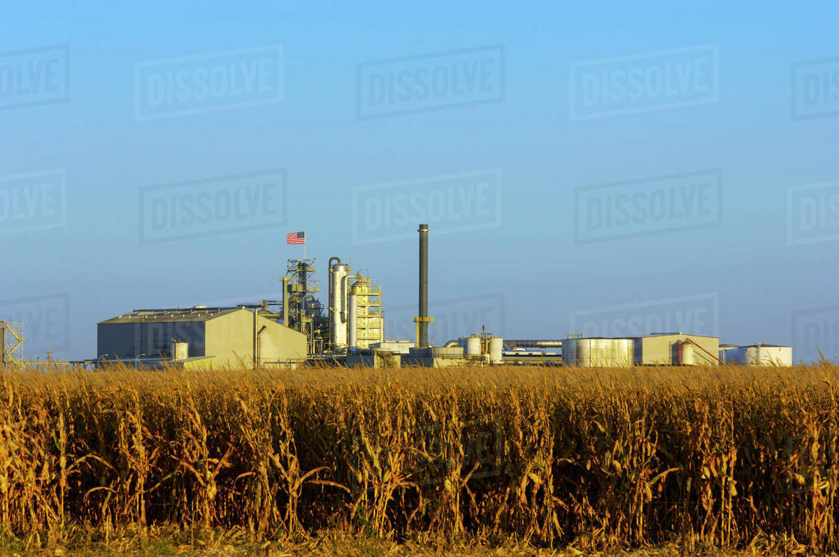 Agriculture Large ethanol plant with a mature corn field