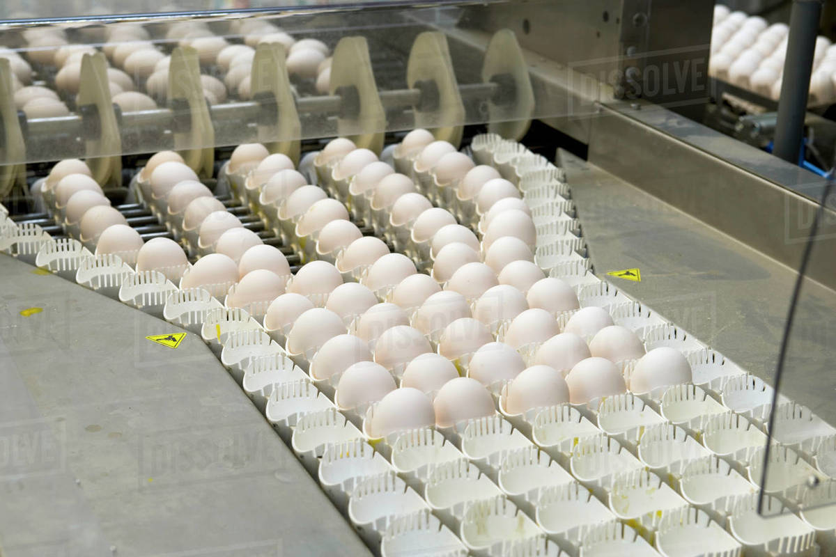 Agriculture Fertilized chicken eggs being sorted and processed to be