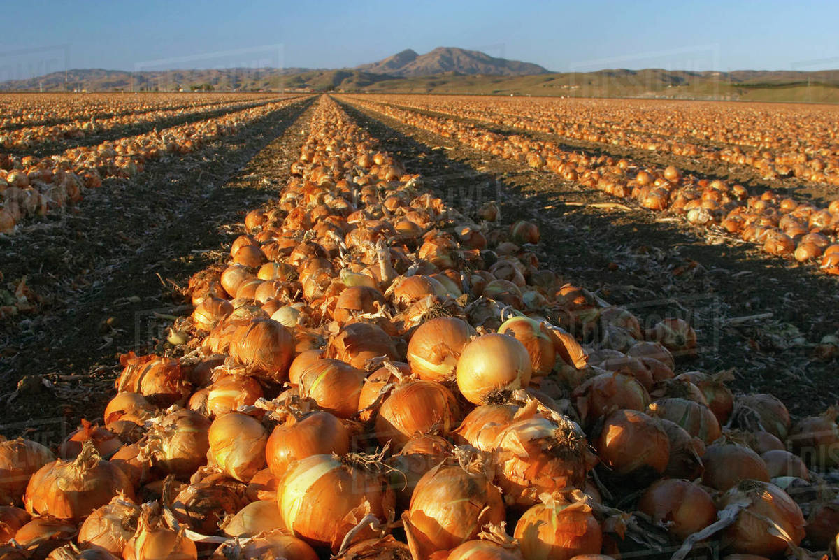 Agriculture Large field of yellow onions, in late afternoon light