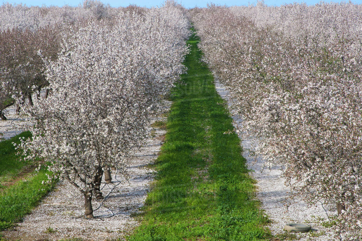 Agriculture High view of an almond orchard at full bloom during the