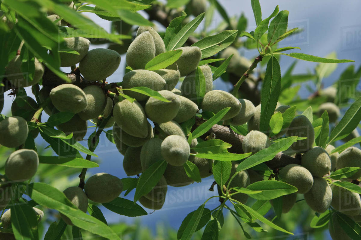 Agriculture Almond tree branch with a healthy crop of maturing nuts in late Spring / near