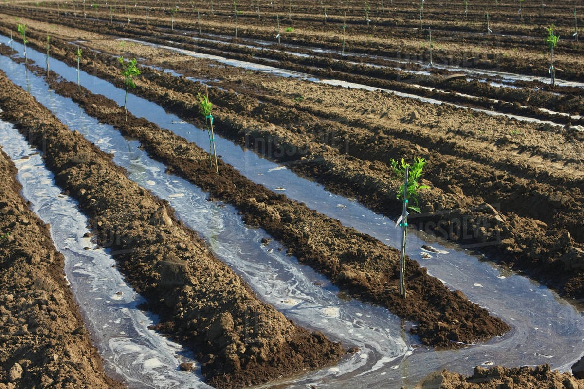 Agriculture Furrow irrigation of a newly planted orange grove / near