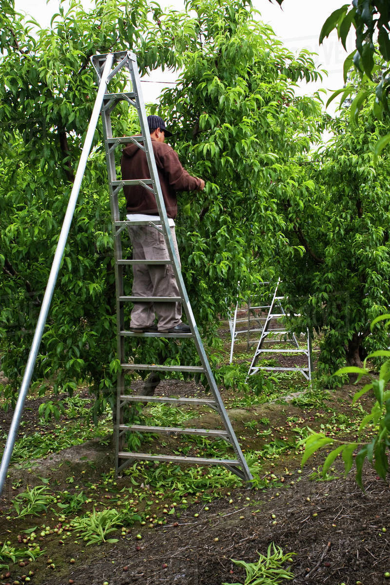 Agriculture Field worker on a ladder thinning nectarine trees in