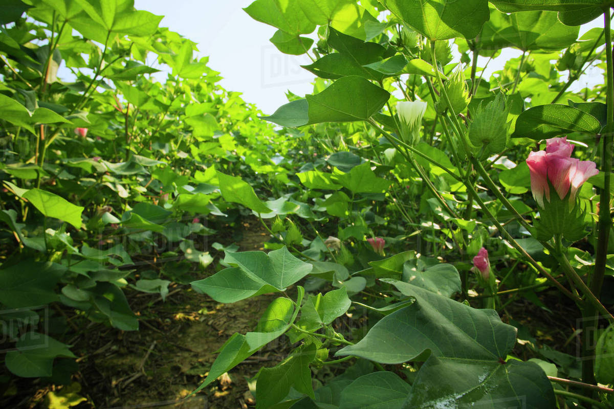 Agriculture Looking down between rows of mid growth, bloom stage cotton plants in early