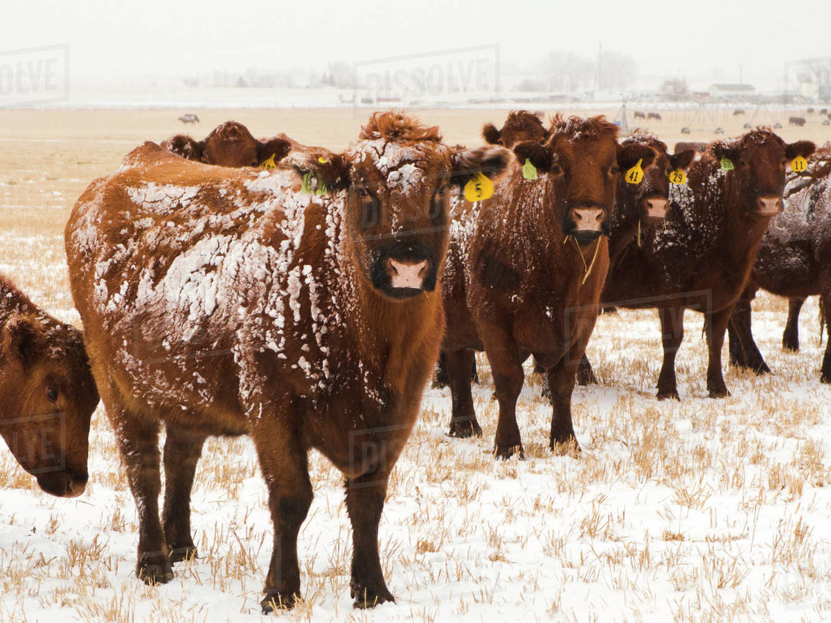 Livestock Snow covered Red Angus beef cows on a snow covered stubble