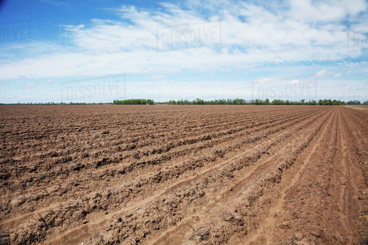 A field after harvest of the previous crop, conventionally tilled and