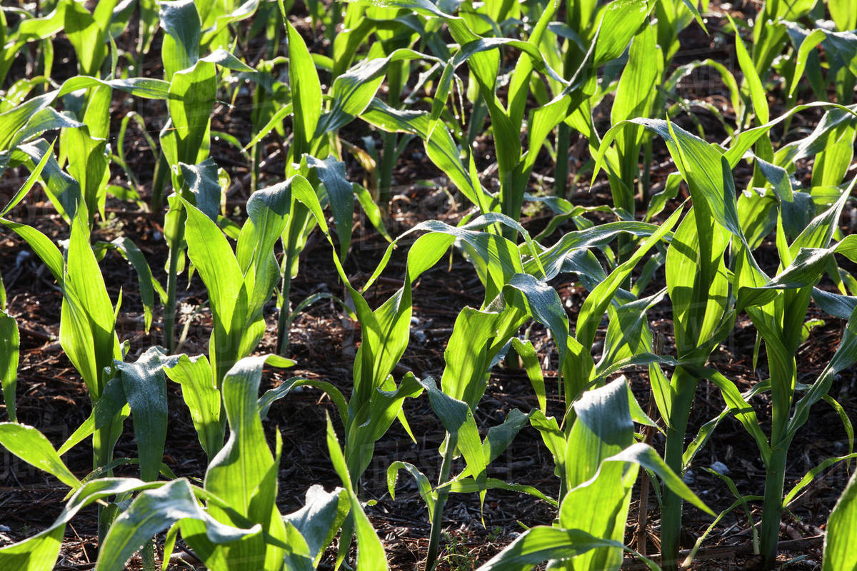 No till corn at approximately 8-10 leaf stage, growing on bedded