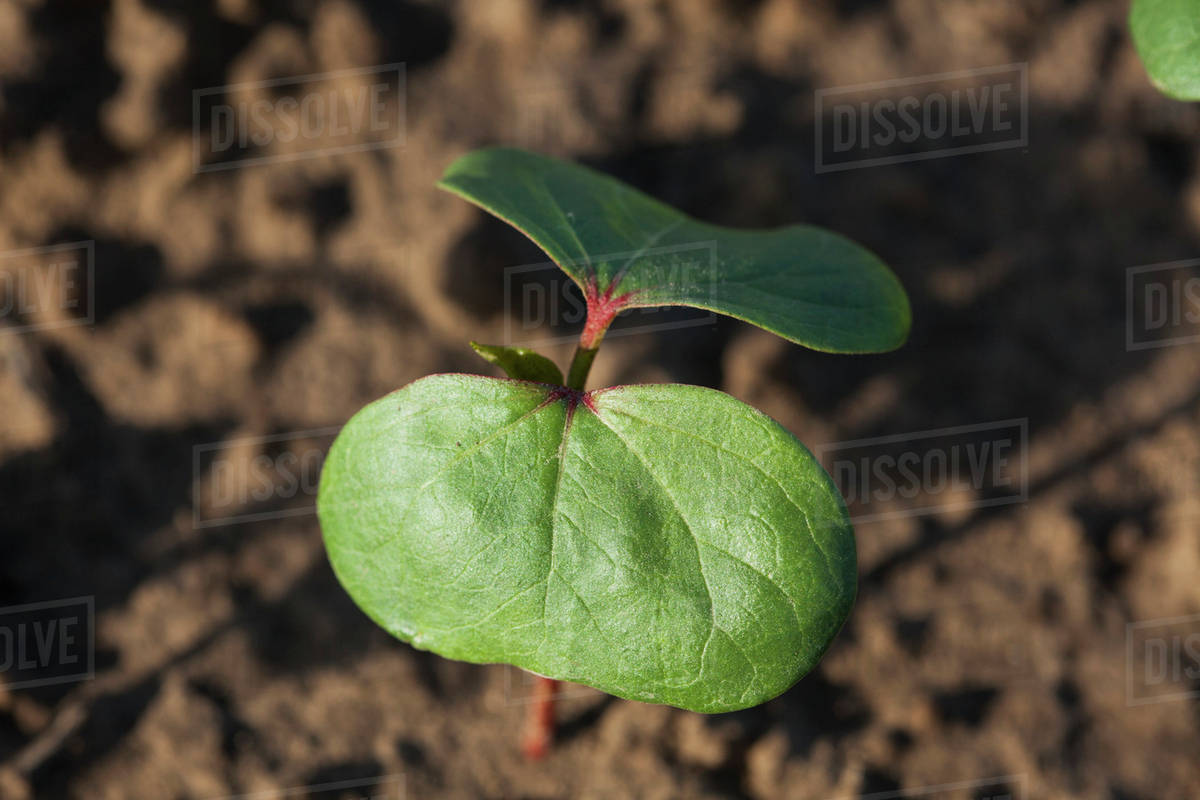 Cotton seedling with first true leaf, conventional till system; England, Arkansas, United States