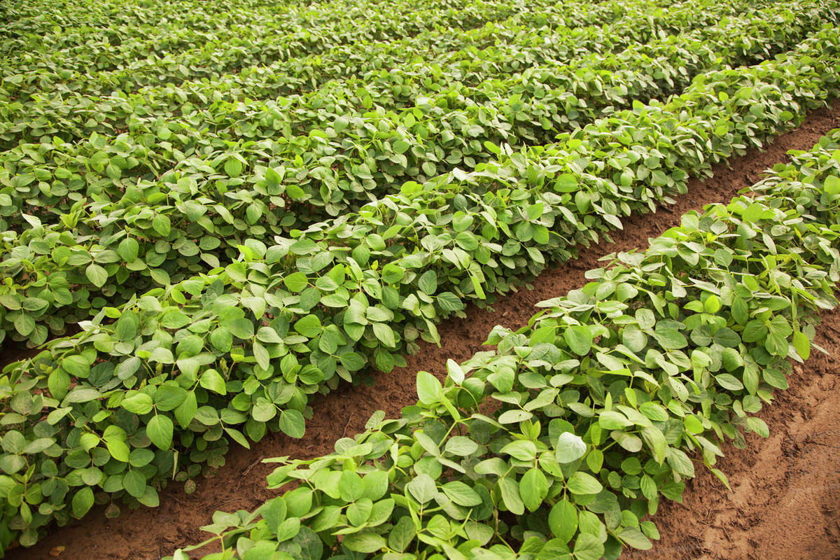Garden Furrow Irrigation Fasci Garden