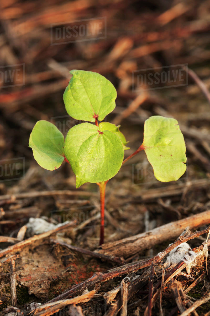 Cotton seedling, 2 true leaf stage, no till culture; England, Arkansas, United States of America