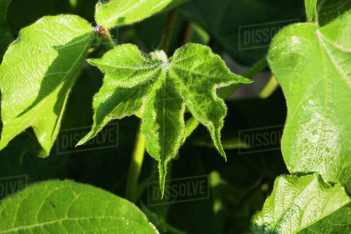 Top leaf in terminal of cotton plant at mid square set stage; England, Arkansas, United States