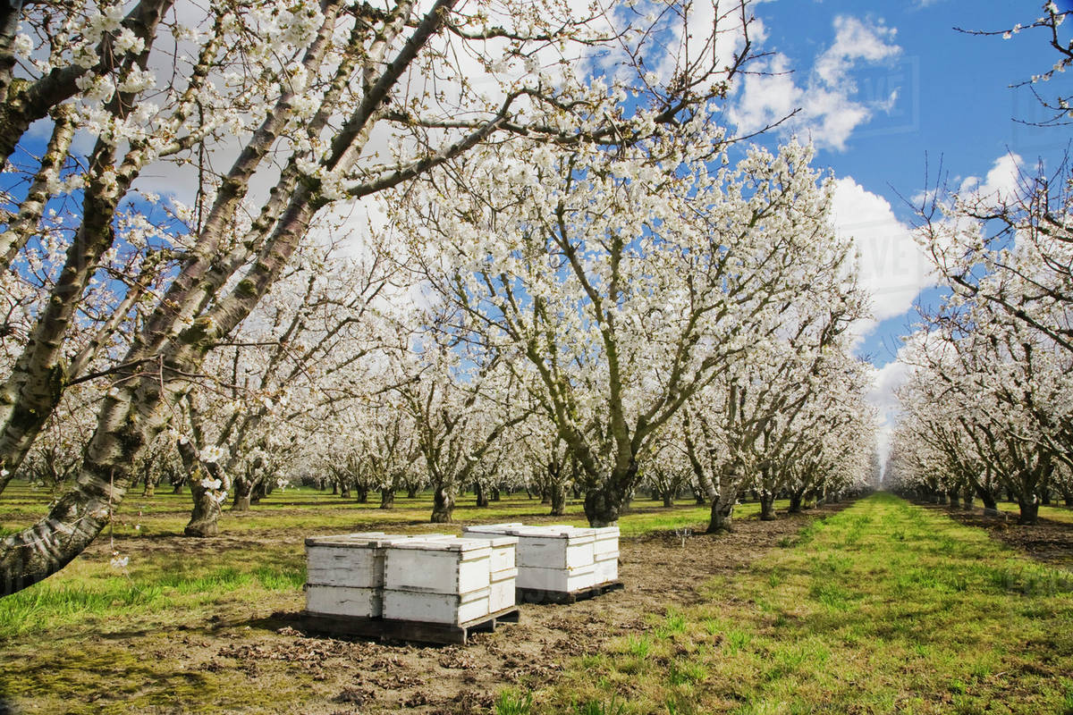Agriculture Cherry orchard in full Spring bloom with bee hives in the