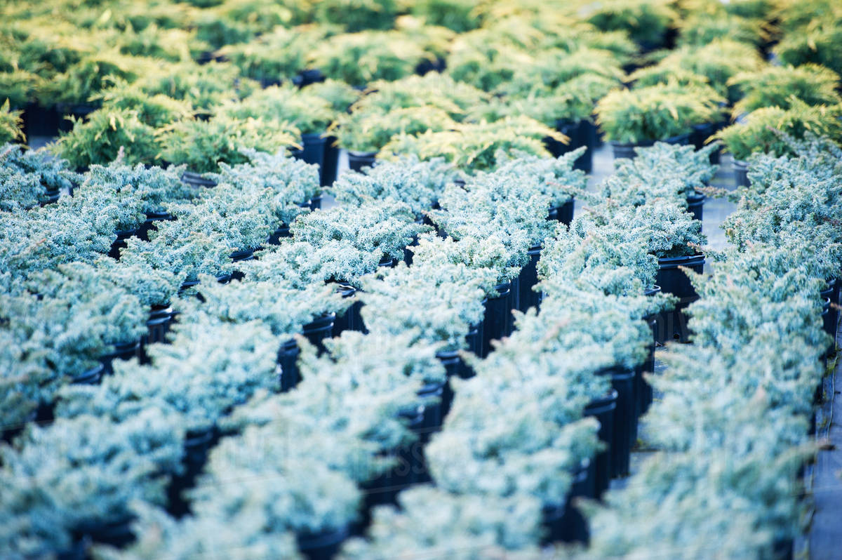 Rows of plants in a greenhouse nursery; Salisbury, Maryland, United