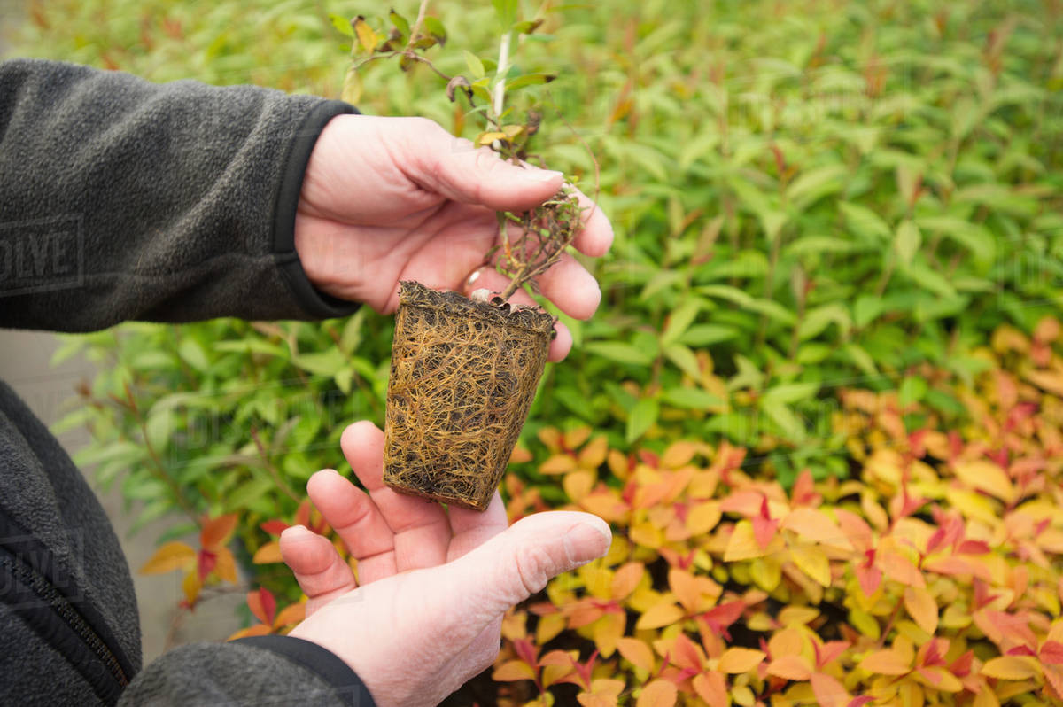 Hands holding a plant plug in a greenhouse in a nursery; Salisbury