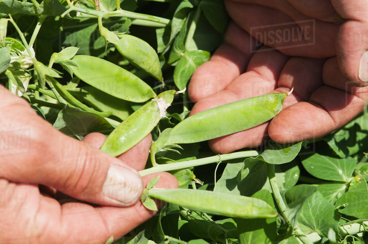 Hands holding pea pods; Preston, Maryland, United States of America