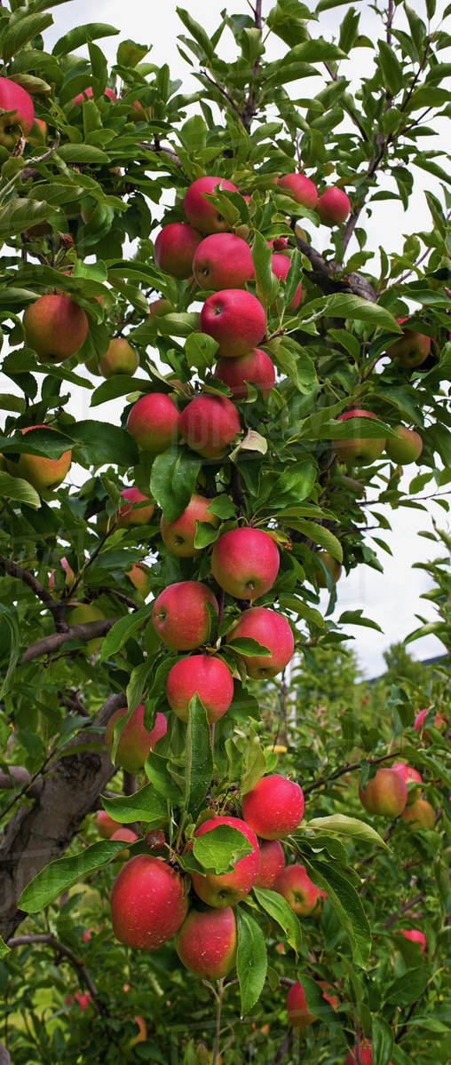 Apples growing on a tree; Rougemont, Quebec, Canada Stock Photo