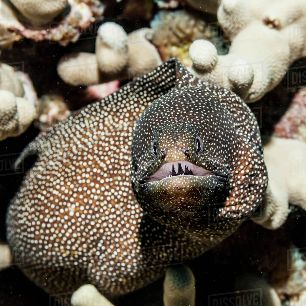 Whitemouth Moray Eel (Gymnothorax meleagris) emerges from a coral reef