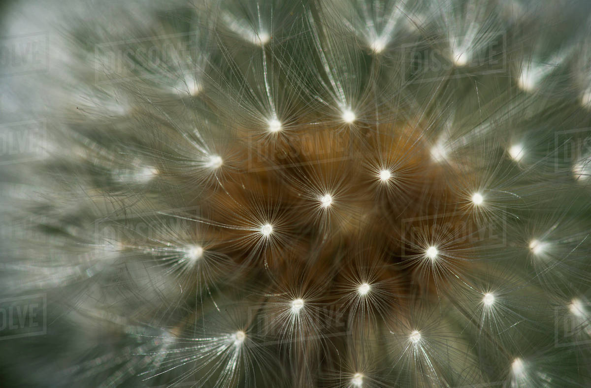 close up of a dandelion seed head astoria oregon united states of