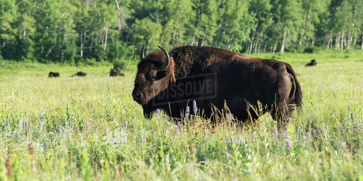 An American Bison (bison bison) stands in a grass field in Riding