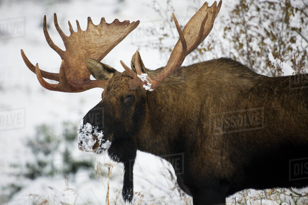 Bull moose with snow on it's nose; Alaska, United States of America