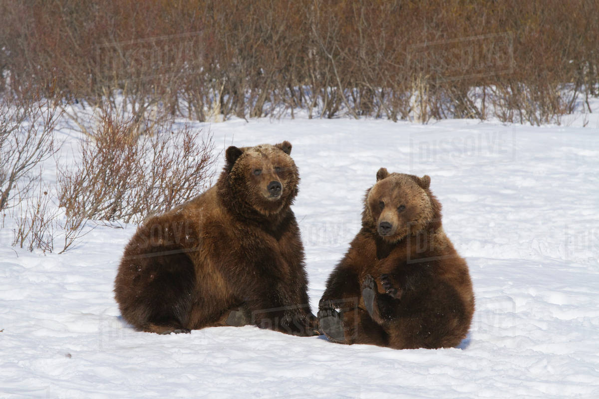 Captive pair of Brown bears playing in snow at the Alaska Wildlife
