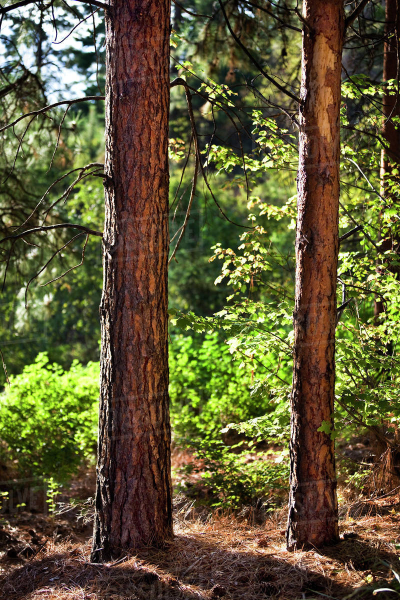 Trees in a forest, Okanagan North Provincial Campsite; Mayne Island