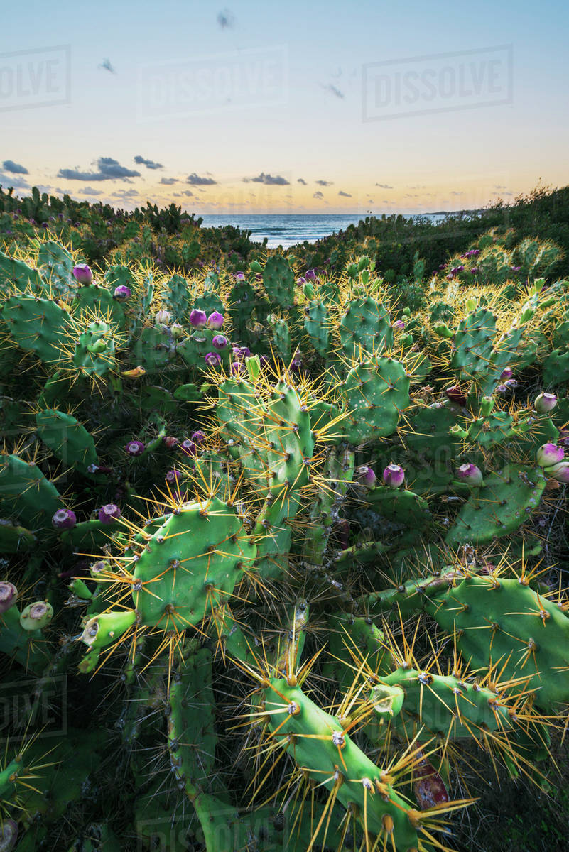 eve's needle cactus Austrocylindropuntia Subulata 'Eve's Needle'  DesertScapeSucculent