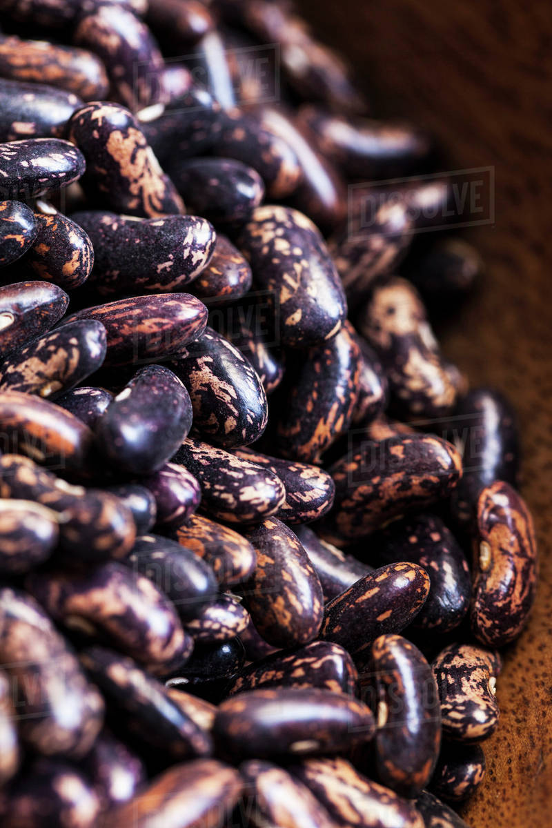 Dried, heirloom 'Blue Jay' beans; Toronto, Ontario, Canada Stock