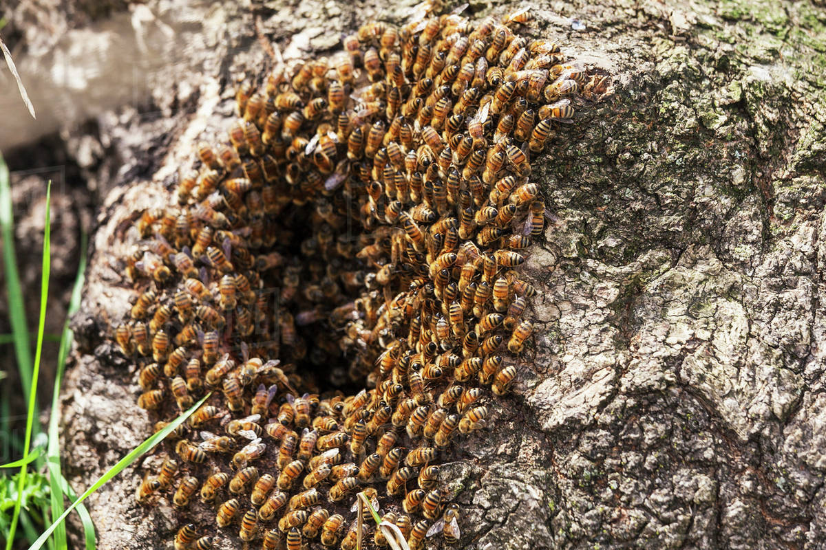 Wild honey bees in a hollow tree (Apis mellifera); Toronto, Ontario