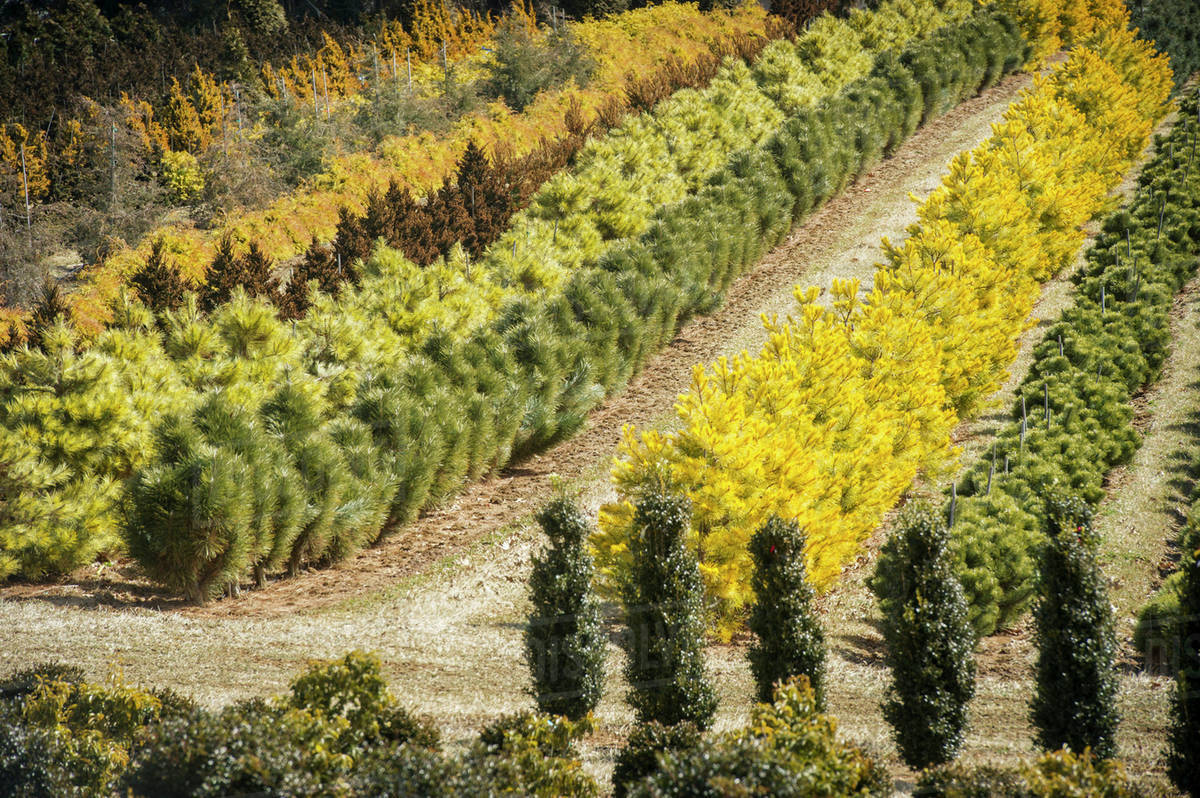Tree nursery; Street, Maryland, United States of America Stock Photo