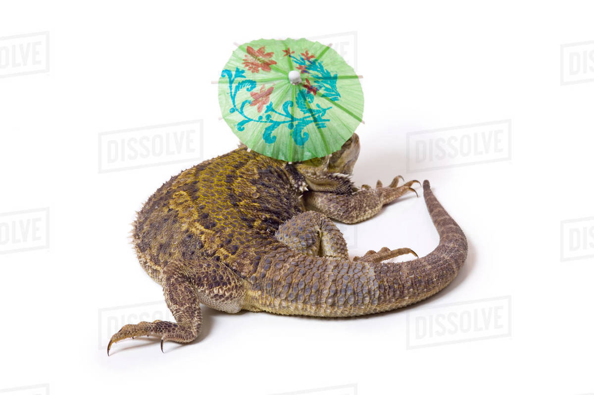 Bearded Dragon Lizard With Parasol Royalty-free Stock Photo