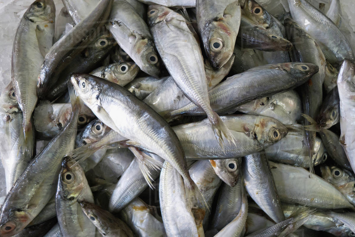 Mackerel at the fish market;Caldas da rainha portugal Stock Photo