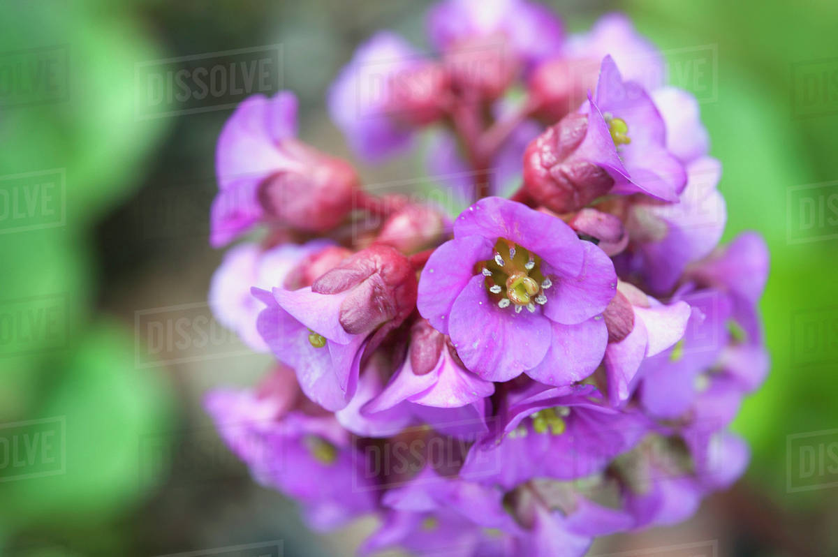 Close up detail of flowers in bloom;Edmonton alberta canada Stock