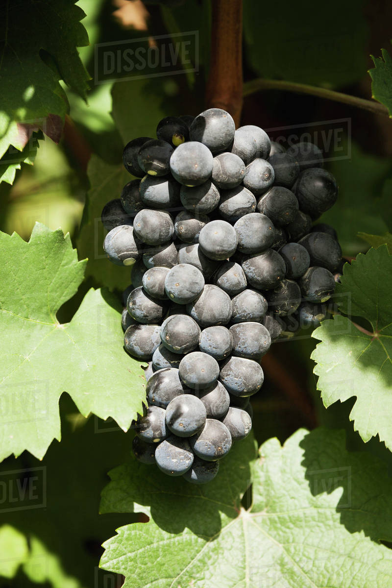 Sunlight on a bunch of dark red grapes on the vine;Emiliaromagna italy