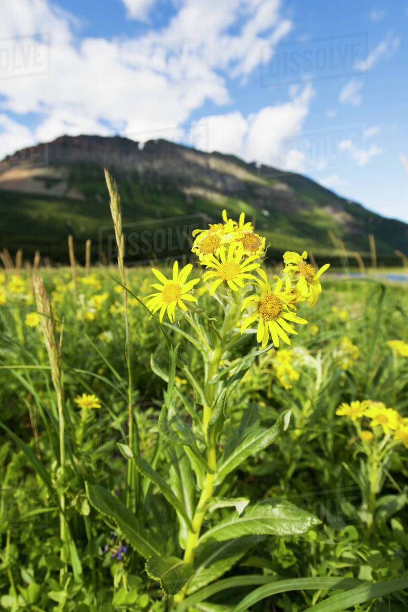 Yellow Wildflowers Growing On Hallo Bay, Katmai Naional Park, Alaska Peninsula; Southwest Alaska